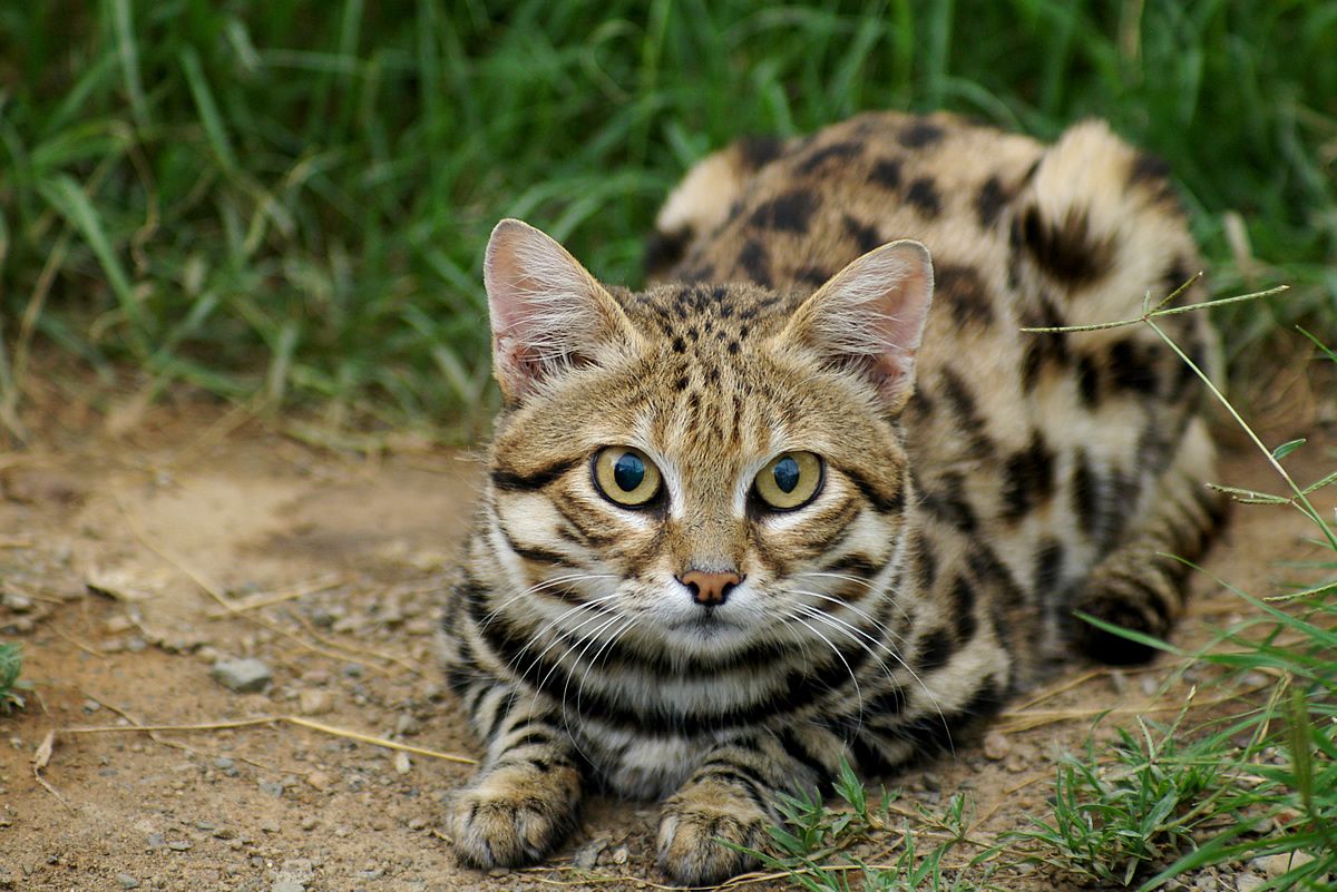 Black-footed Cat