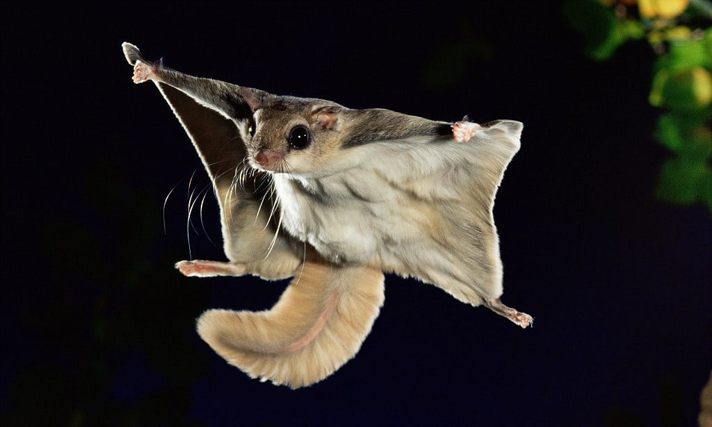 Flying Squirrel