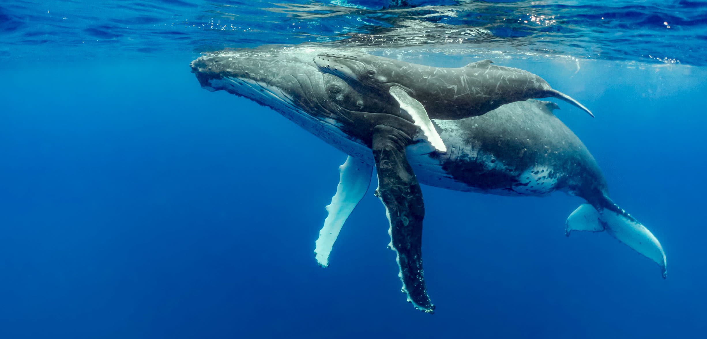 humpback whale Animals That Can Survive Without Food