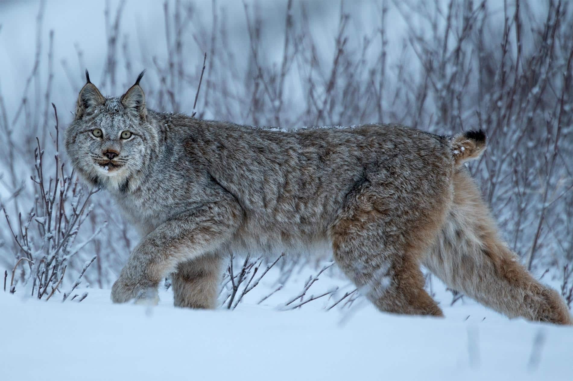 lynx