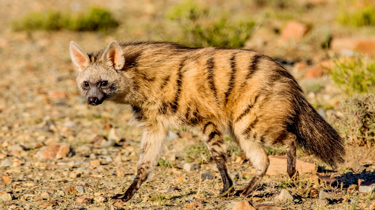 aardwolf