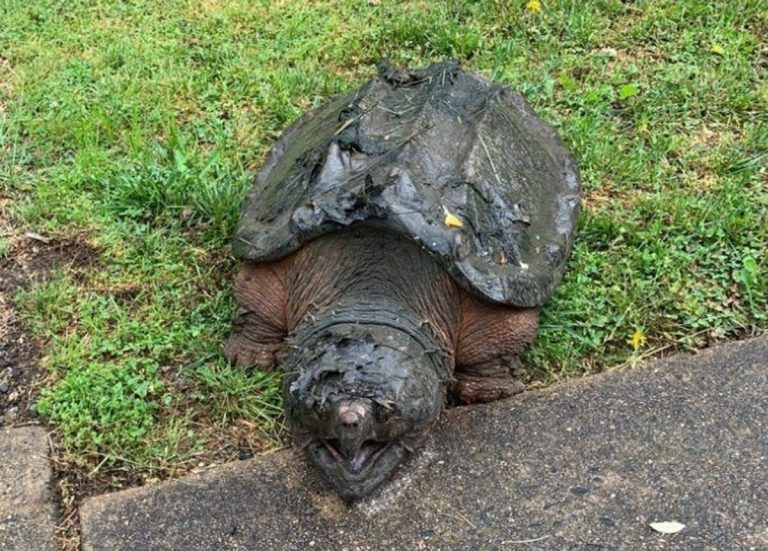 Alligator Snapping Turtle: Profile and Information