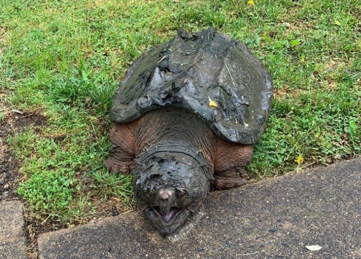 Alligator Snapping Turtle