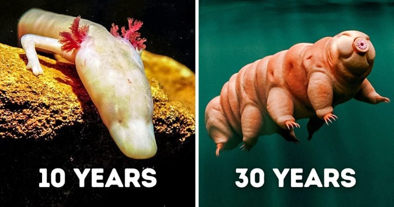 9 Animals That Can Survive Without Food for a Long Time