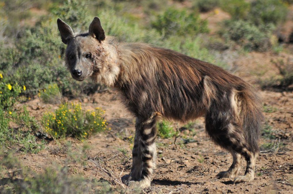 Brown Hyena