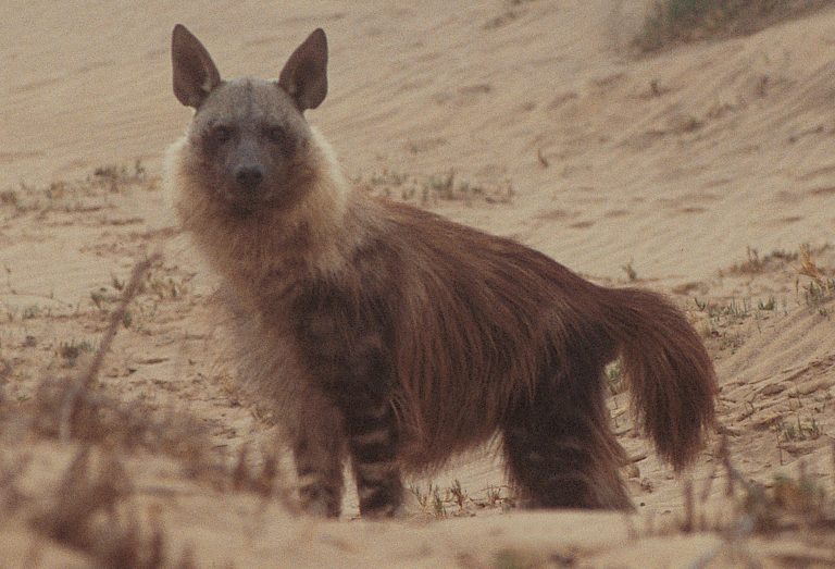 Brown Hyena (Hyaena Brunnea): Profile and Information