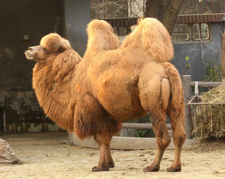 Camel: Profile and Information