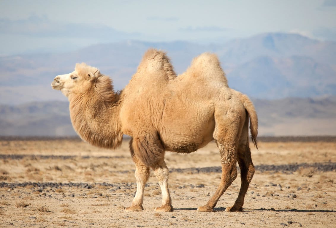 Camel