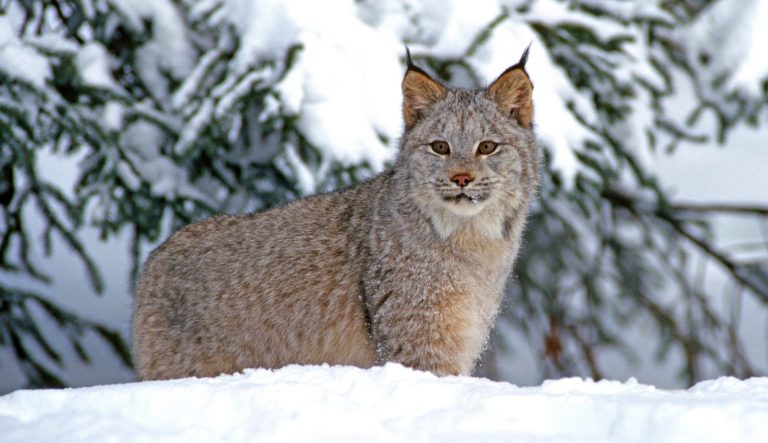 Canada Lynx: Profile and Information
