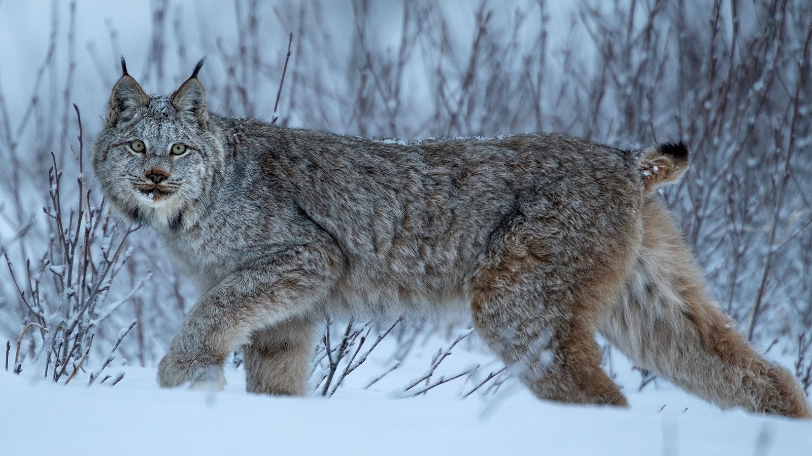 Canadian Lynx