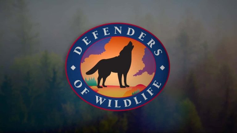 Defenders of Wildlife: Everything You Need to Know