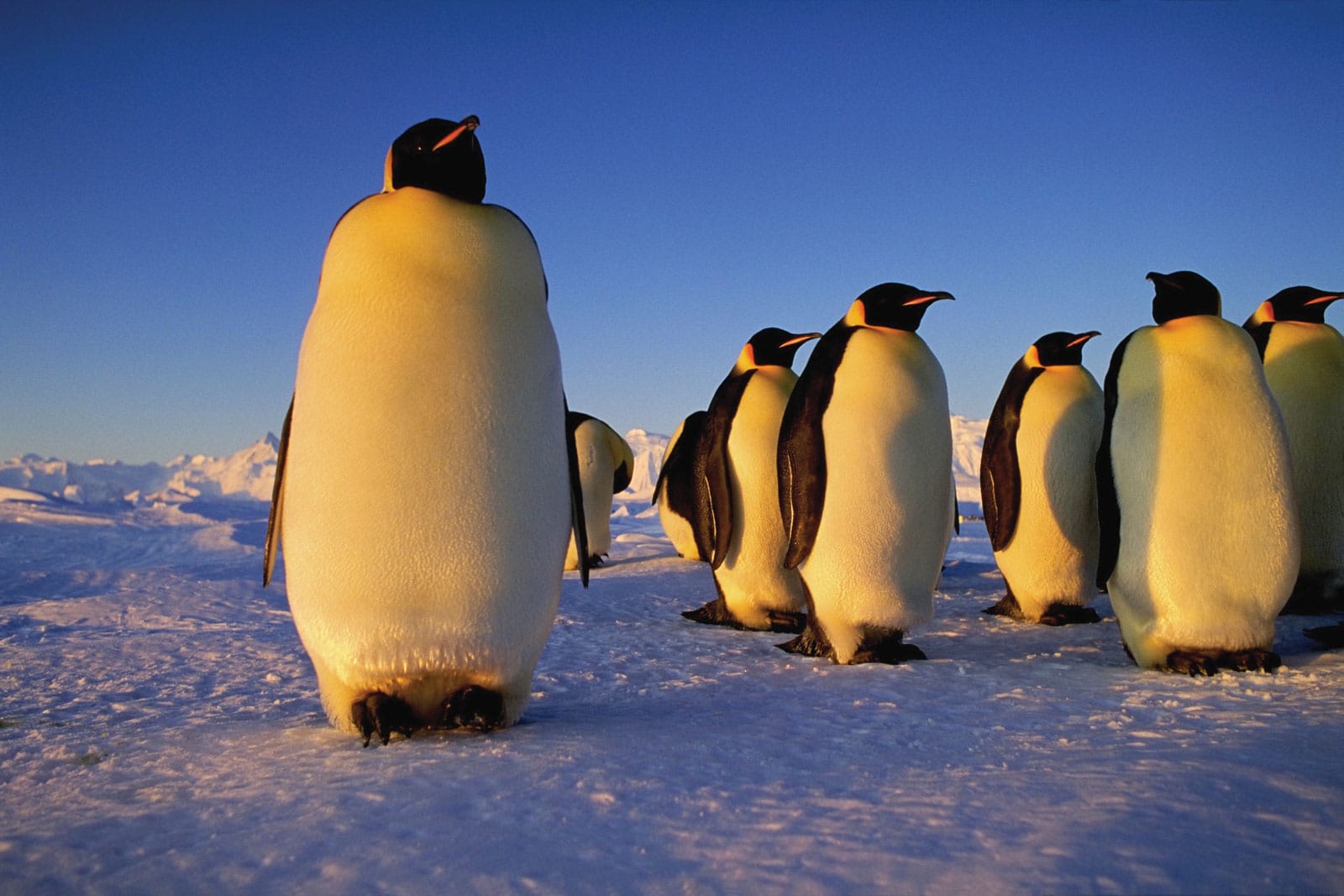 Emperor penguin Animals That Can Survive Without Food