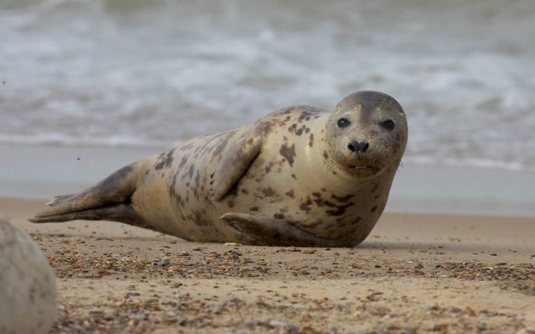Grey Seals: Profile and Information