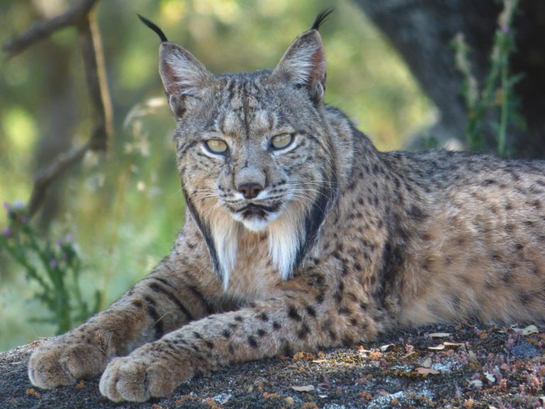 Iberian Lynx: Profile and Information