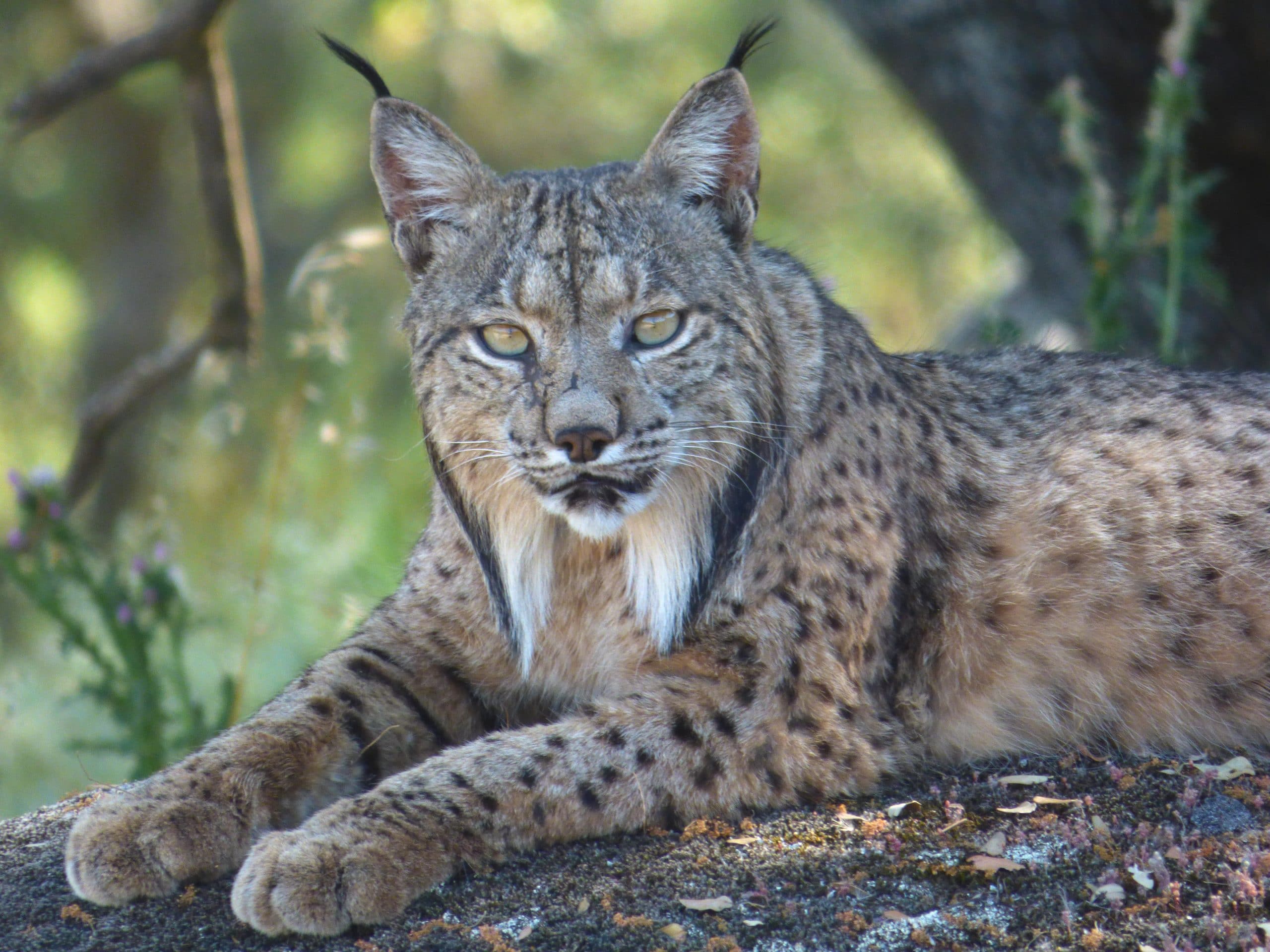 Iberian Lynx