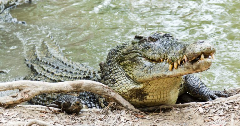 Saltwater Crocodile: Profile and Information