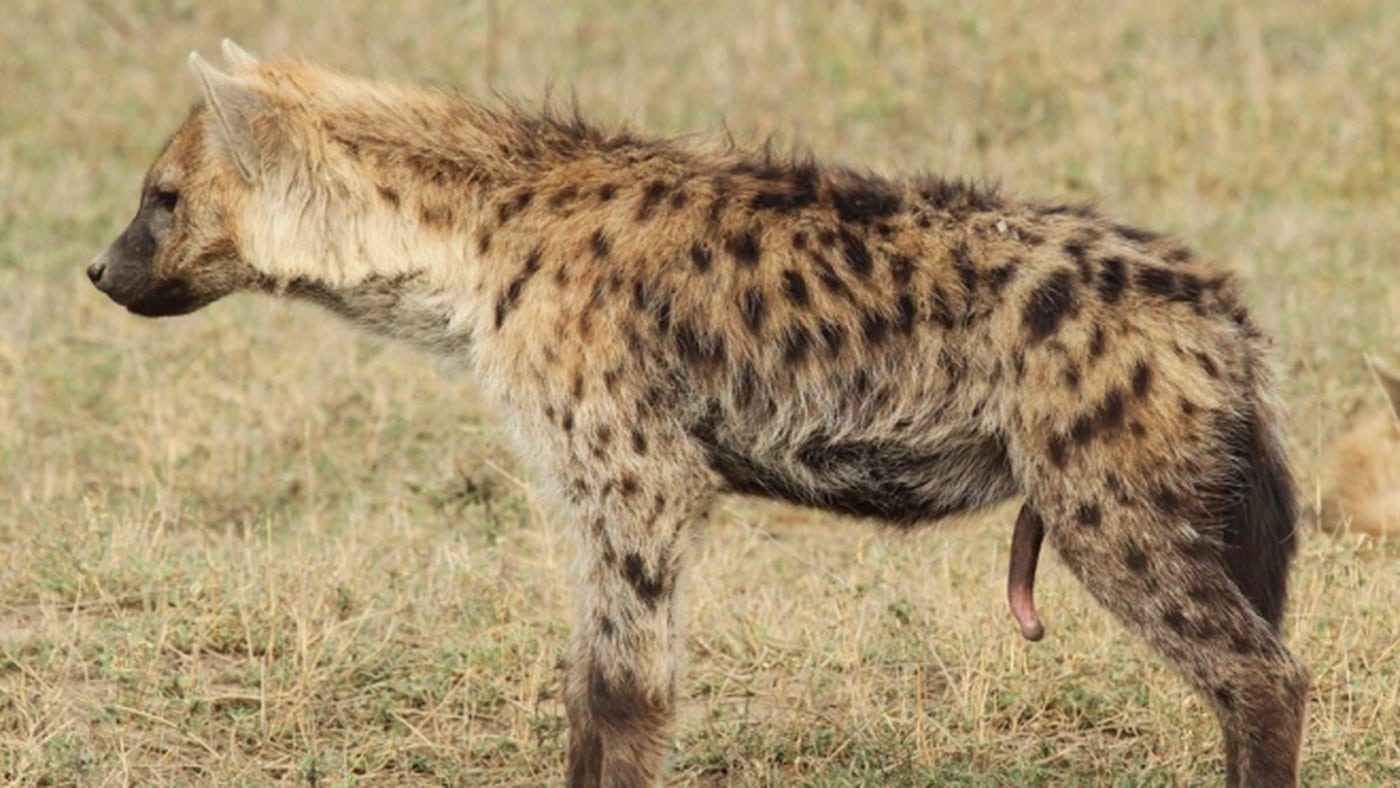 Spotted Hyena