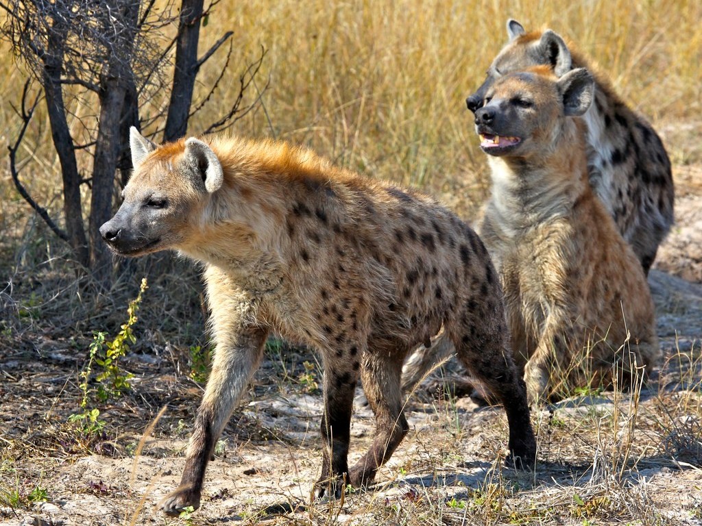 Spotted Hyena