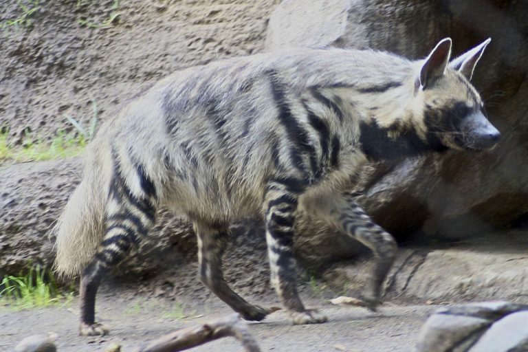 Striped Hyena: Profile and Information