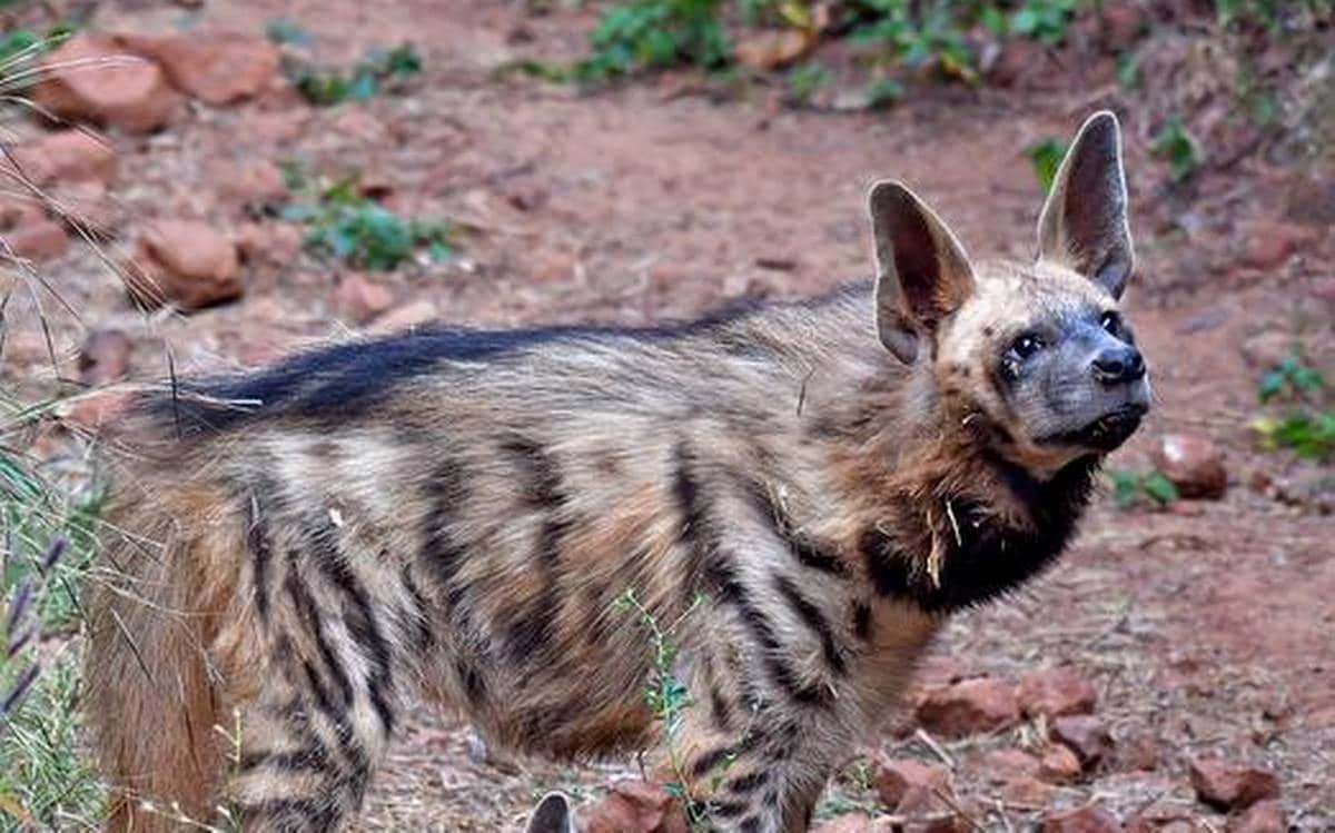 Striped Hyena