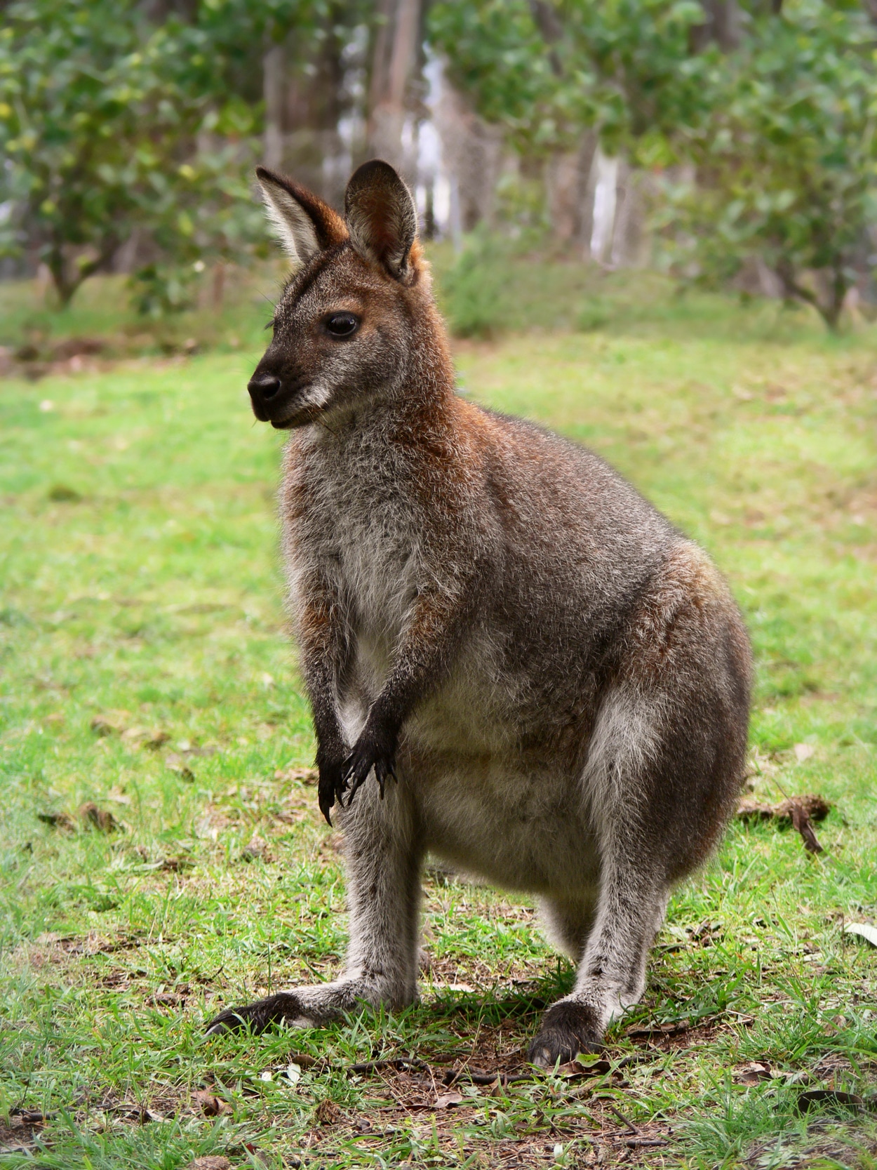 Wallaby