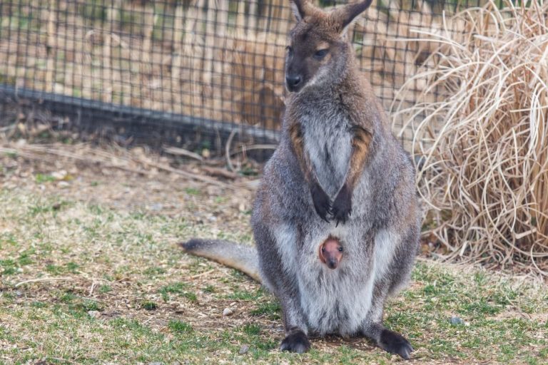Wallaby: Profile and Information