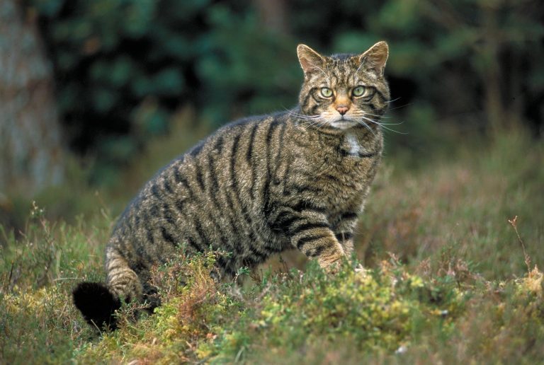 Wildcat: Profile and Information