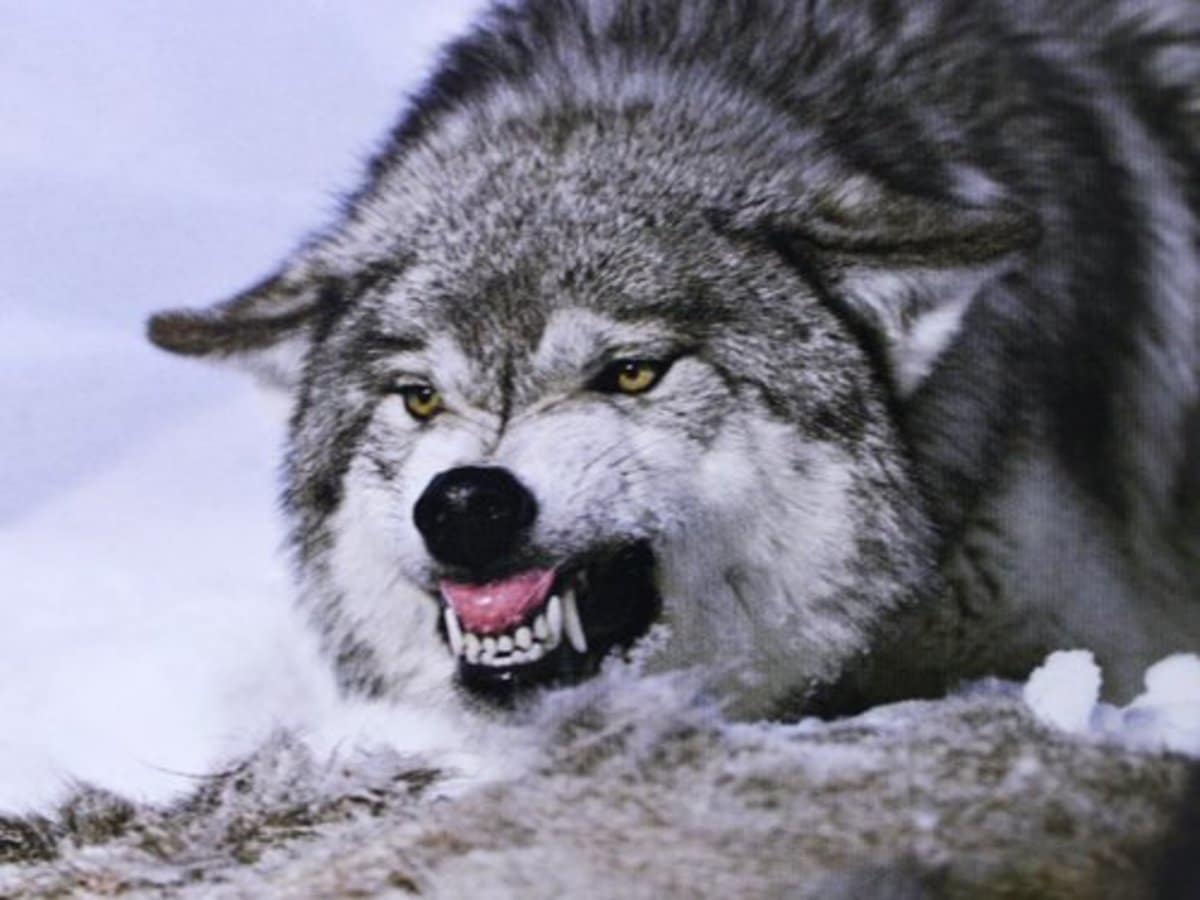 Grey Wolf (Canis Lupus)