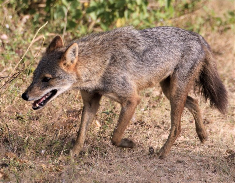 Golden Jackal: Profile and Information