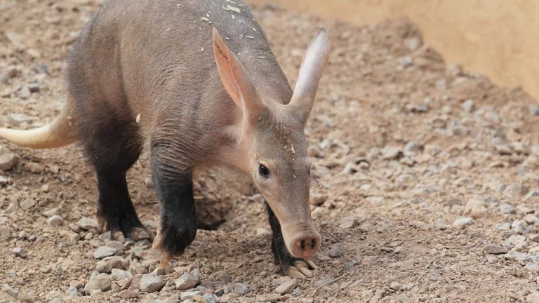 Aardvark: Profile and Information