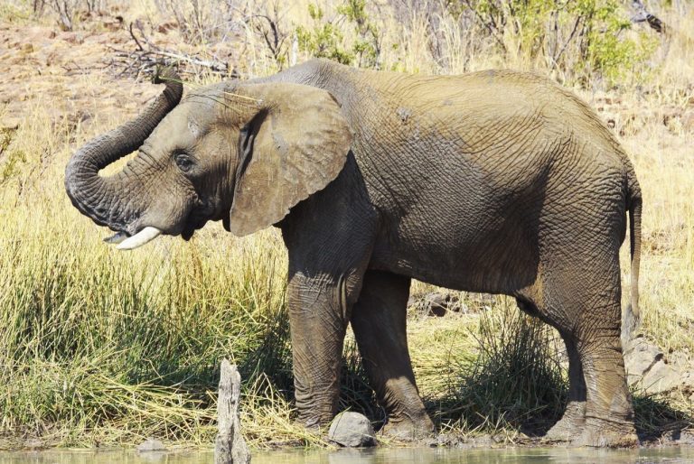 African Bush Elephant: Profile and Information