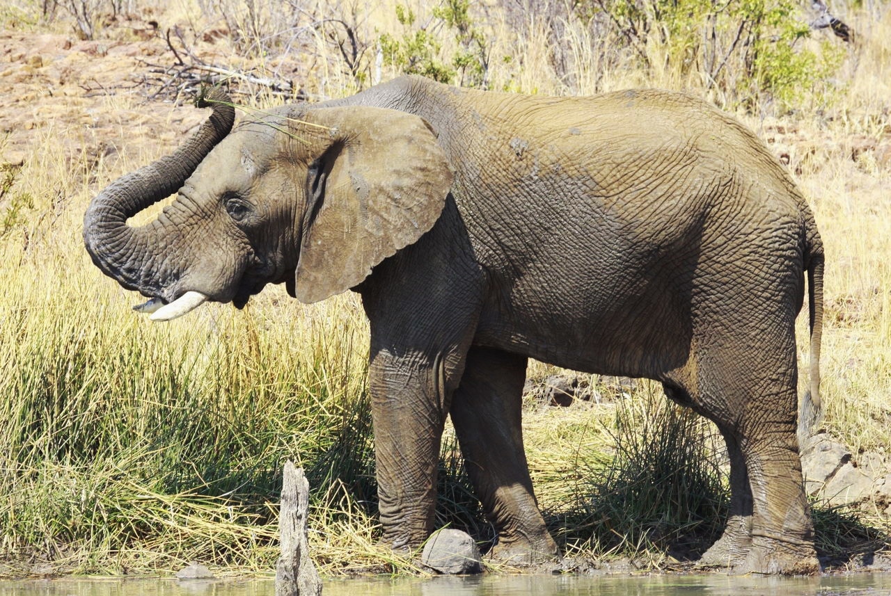 African Bush Elephant