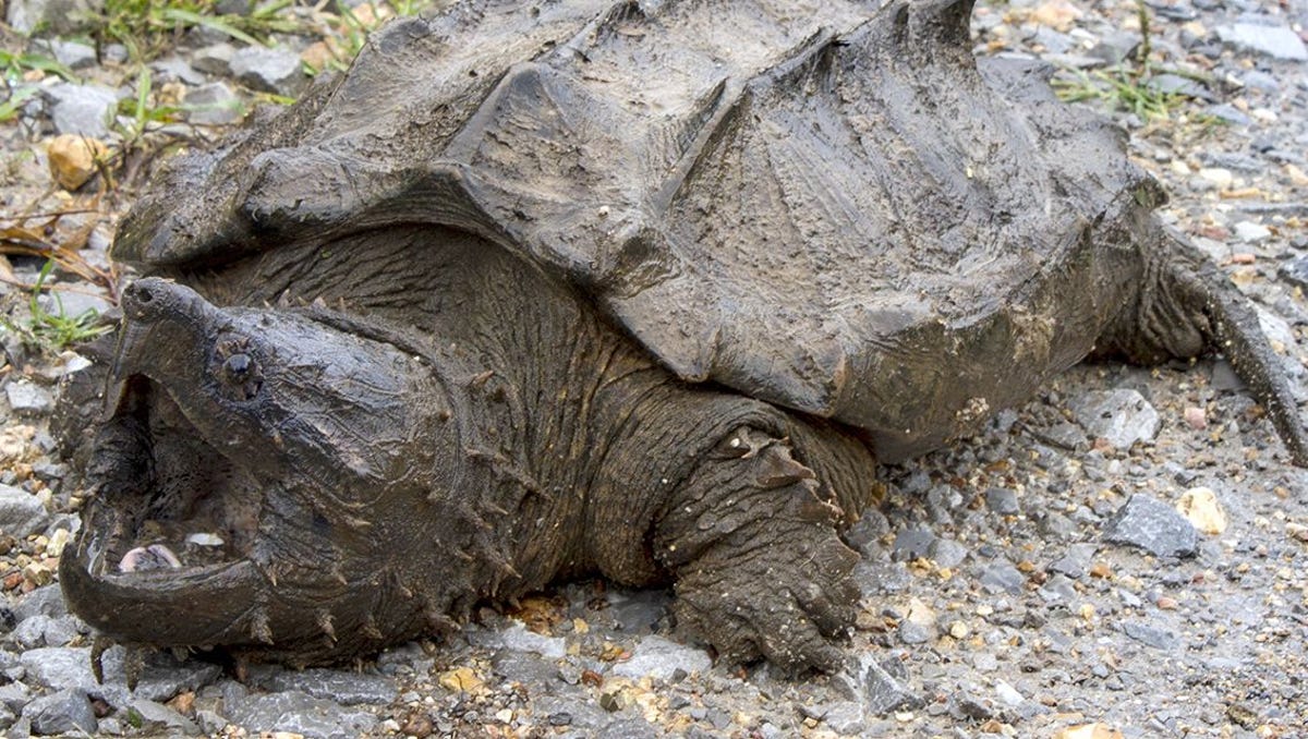 Alligator Snapping Turtle