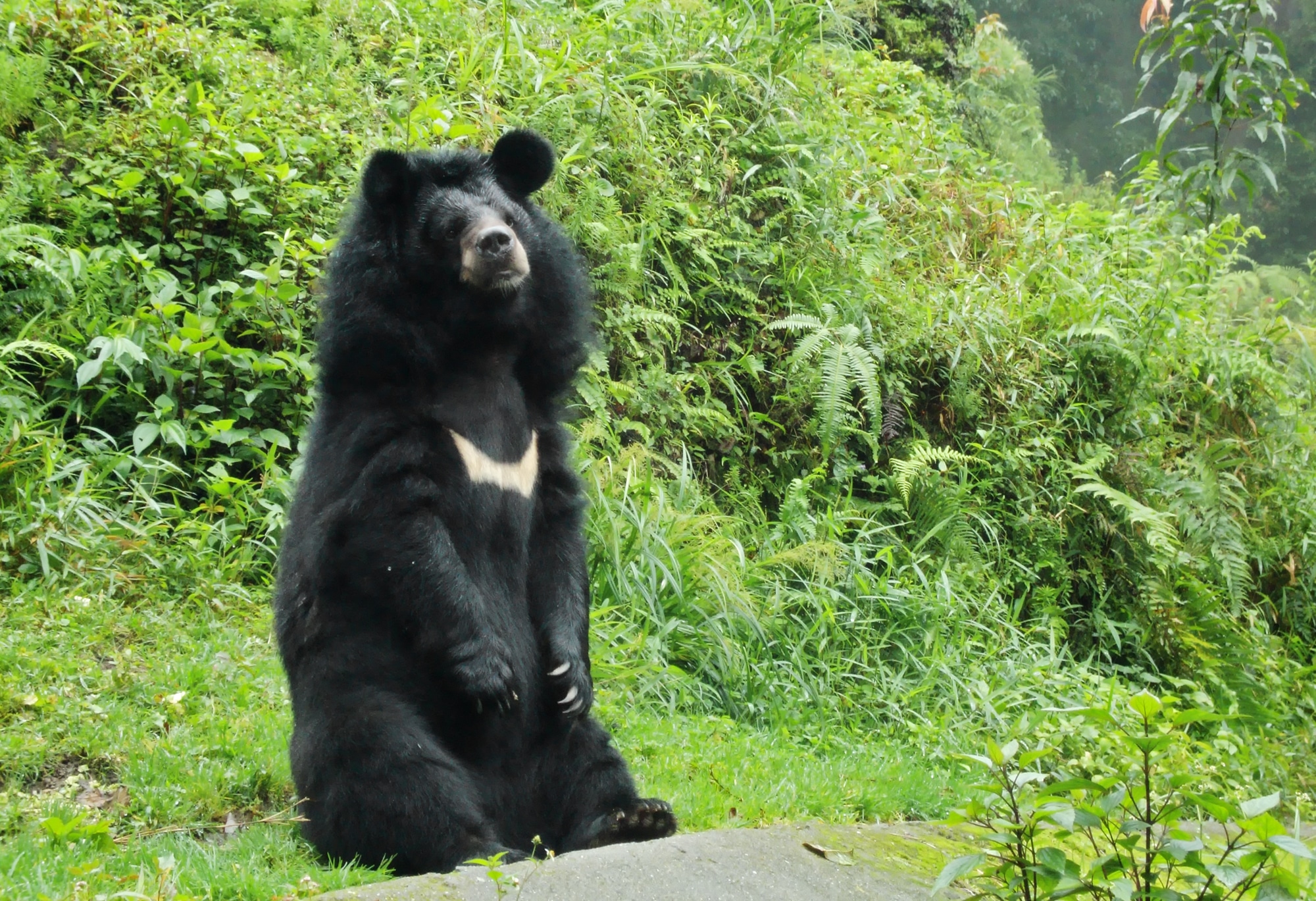Asian Black Bear