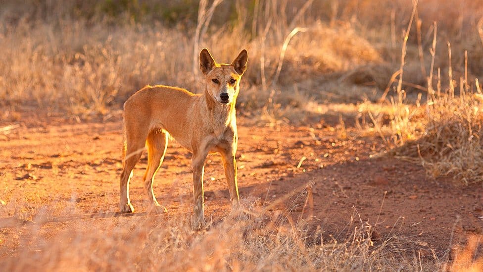 Australian Dingo