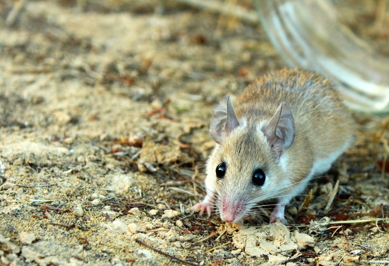 Cairo spiny mouse