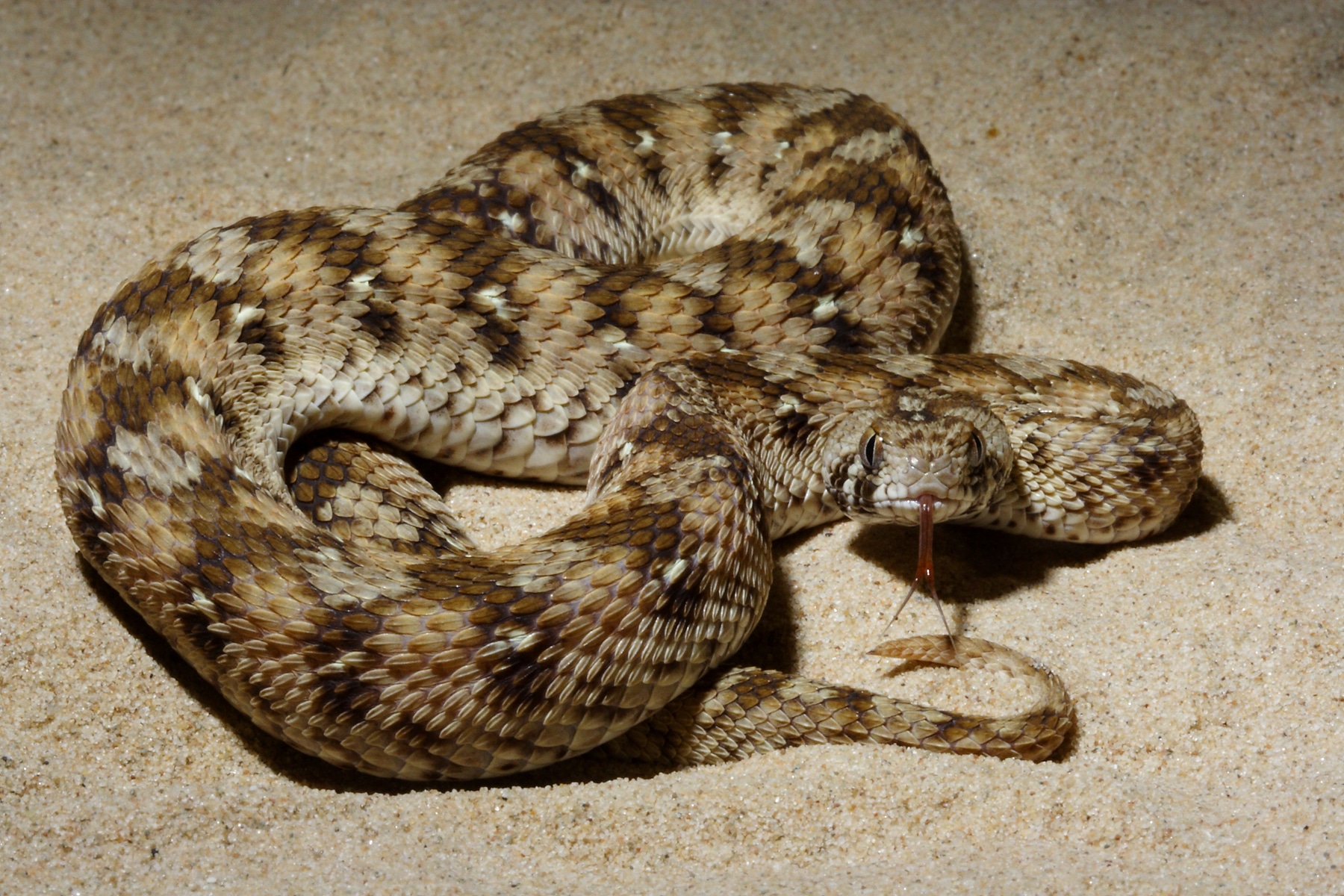 Carpet Viper