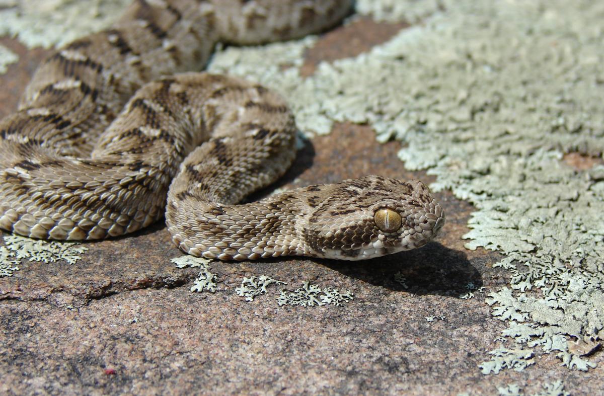 Carpet Viper