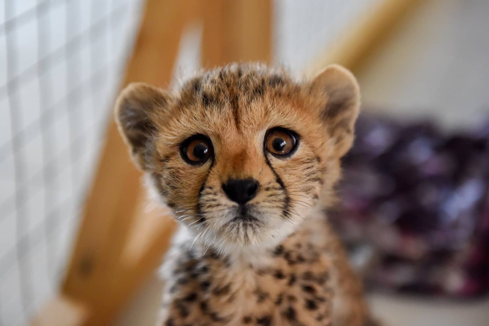Cheetah