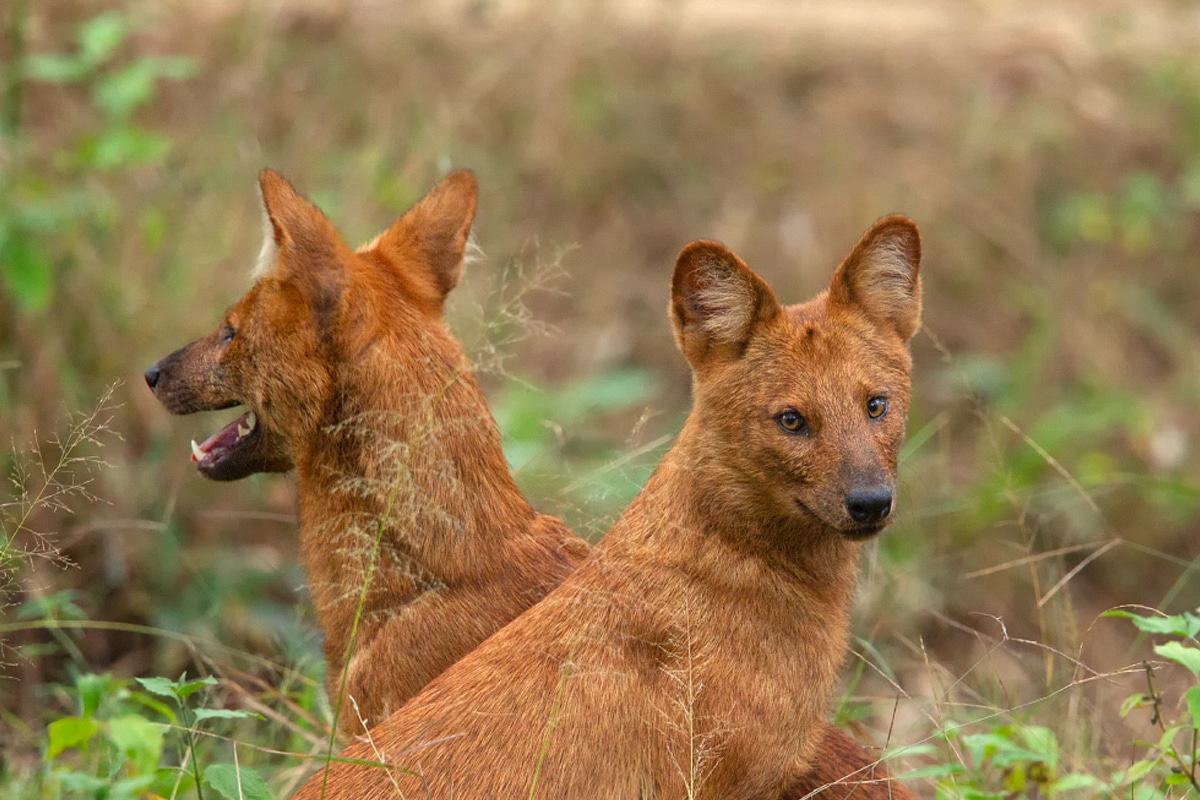 Dhole