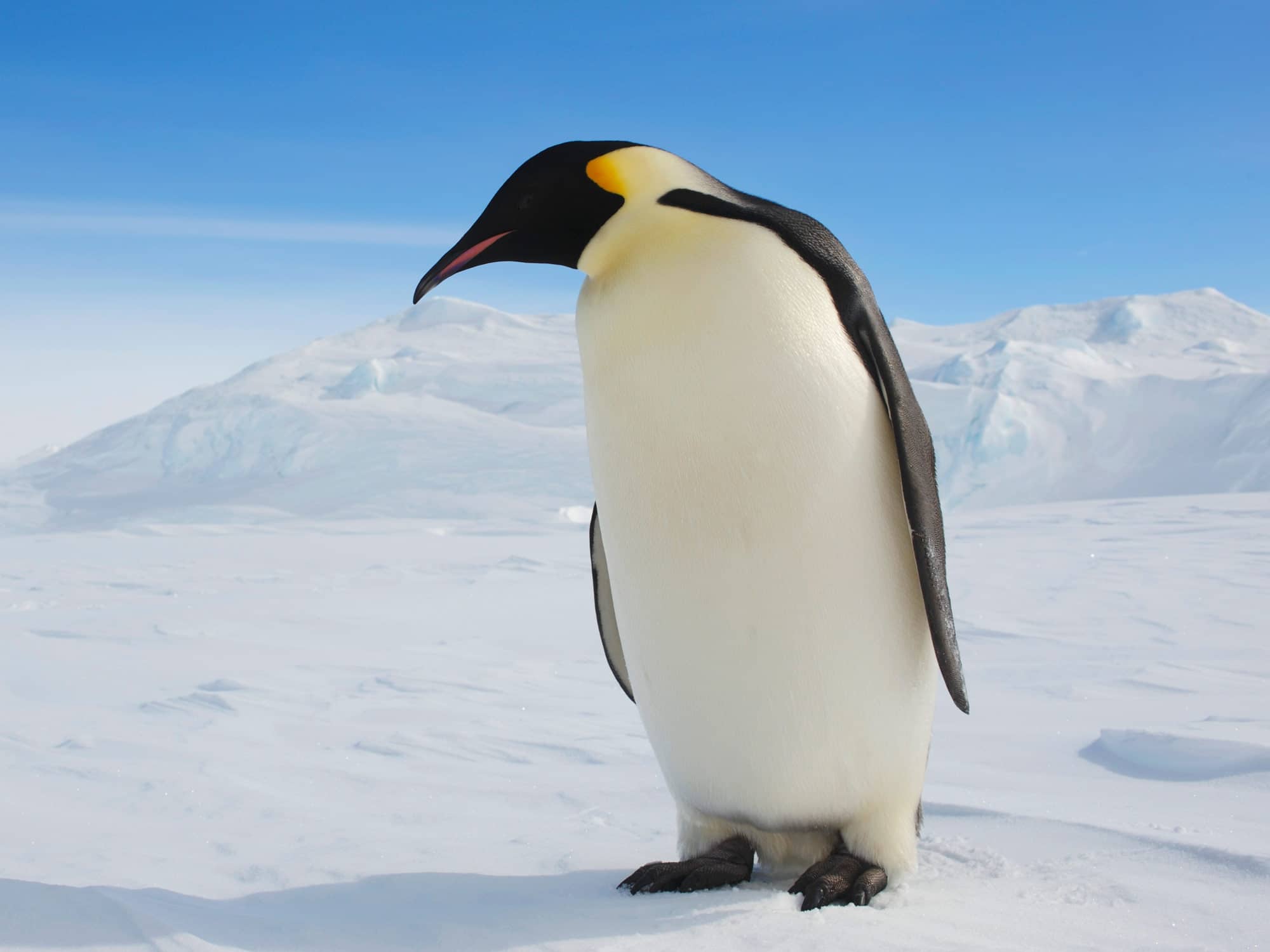 Emperor penguin