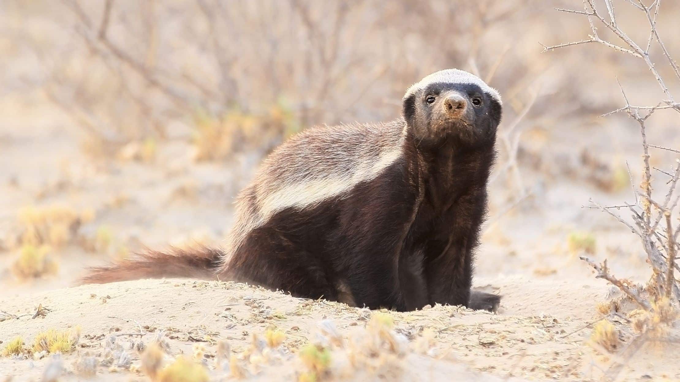 Honey Badger
