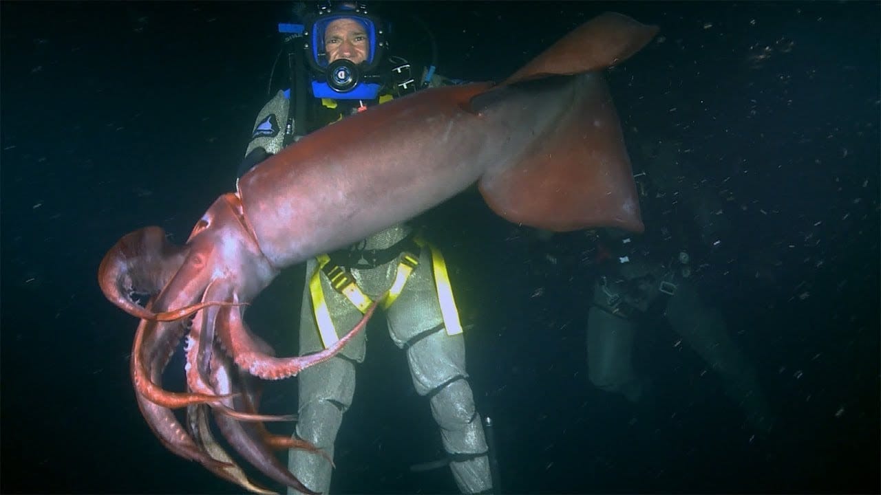 Humboldt Squid