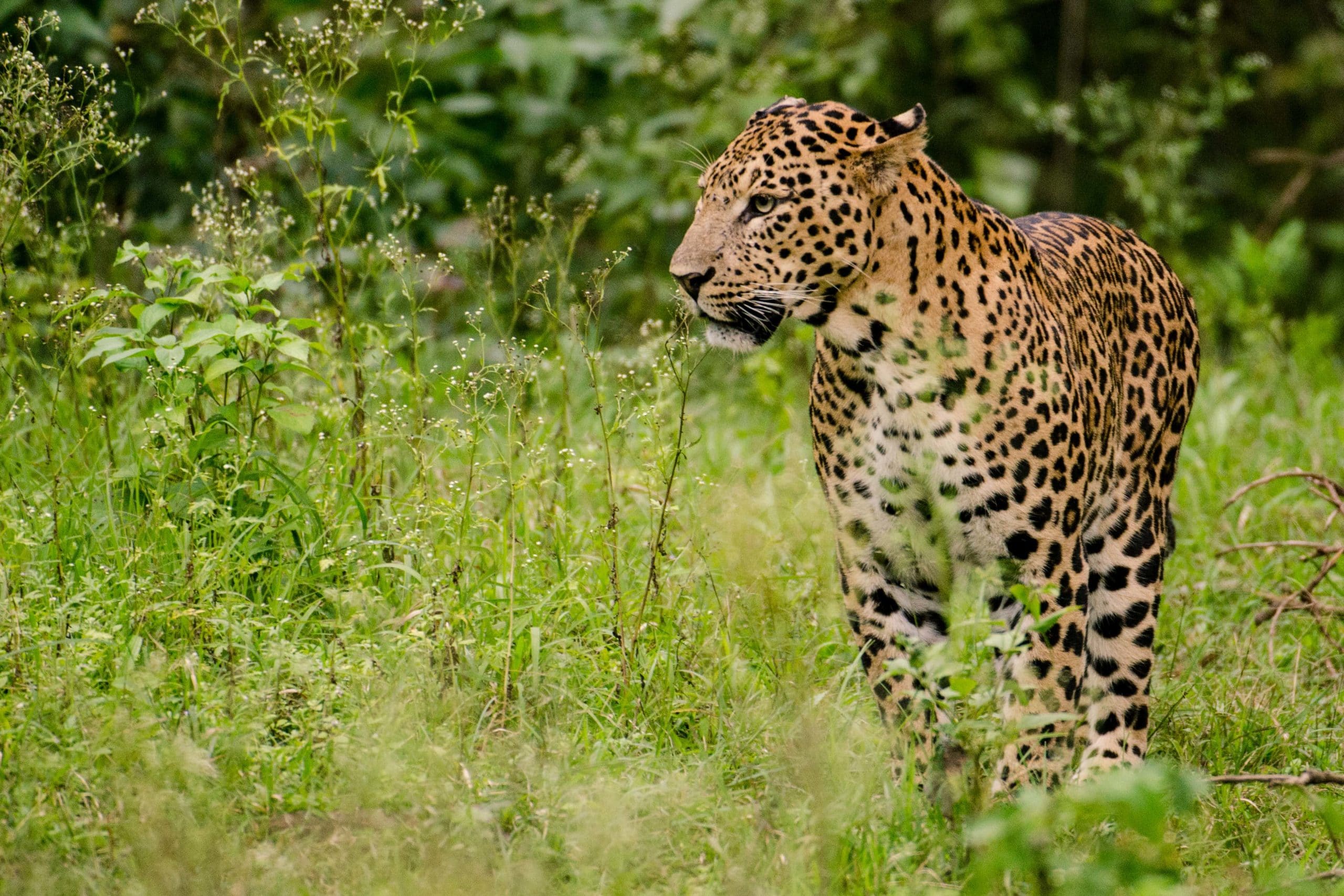 Indian Leopard