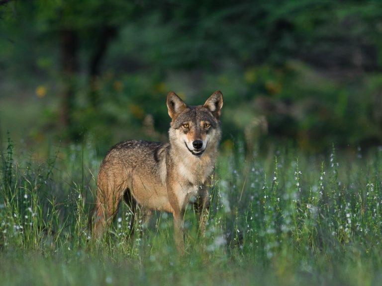 Indian Wolf: Profile and Information