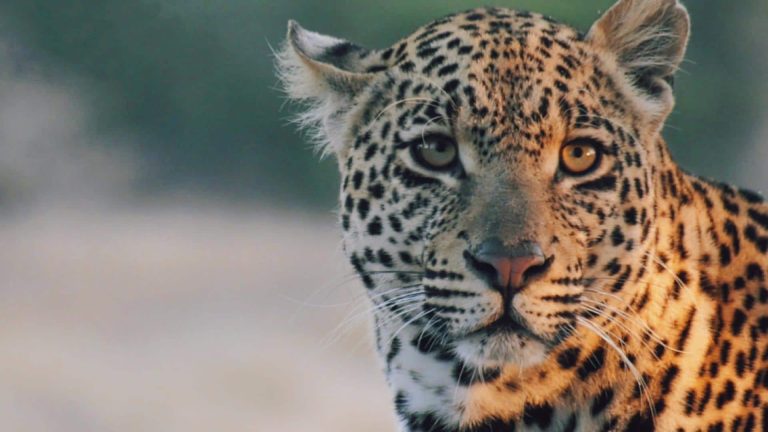 Leopard: Profile and Information
