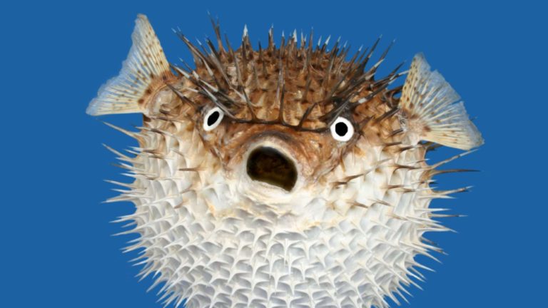 Pufferfish: Profile and Information