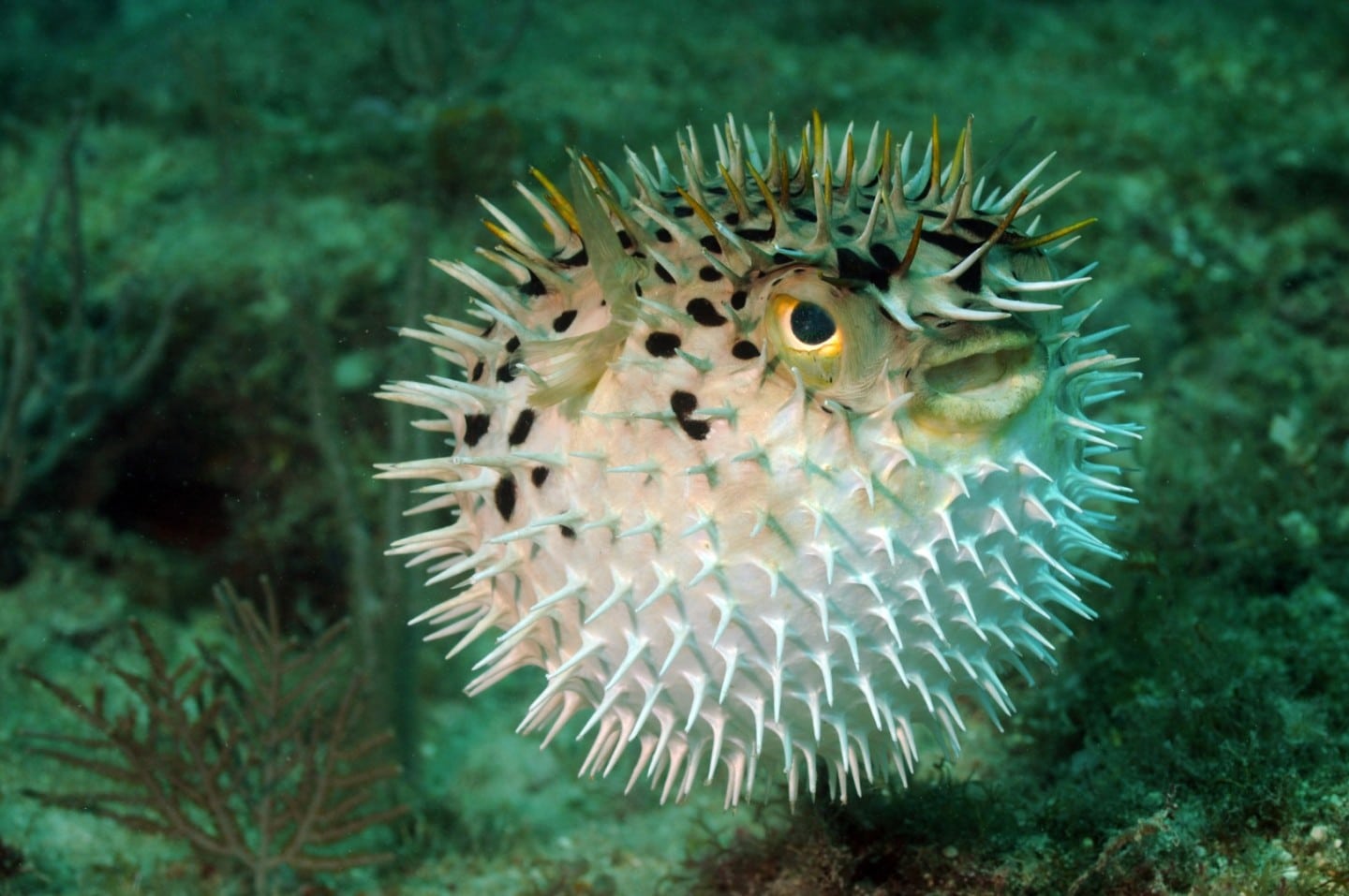 Pufferfish
