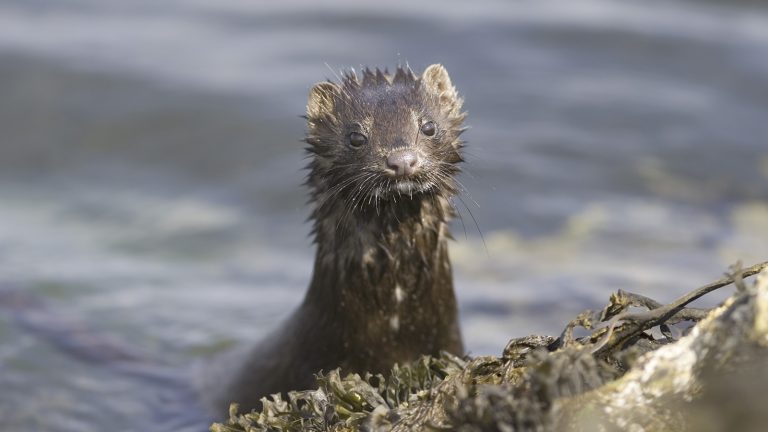 Sea Mink: Profile and Information
