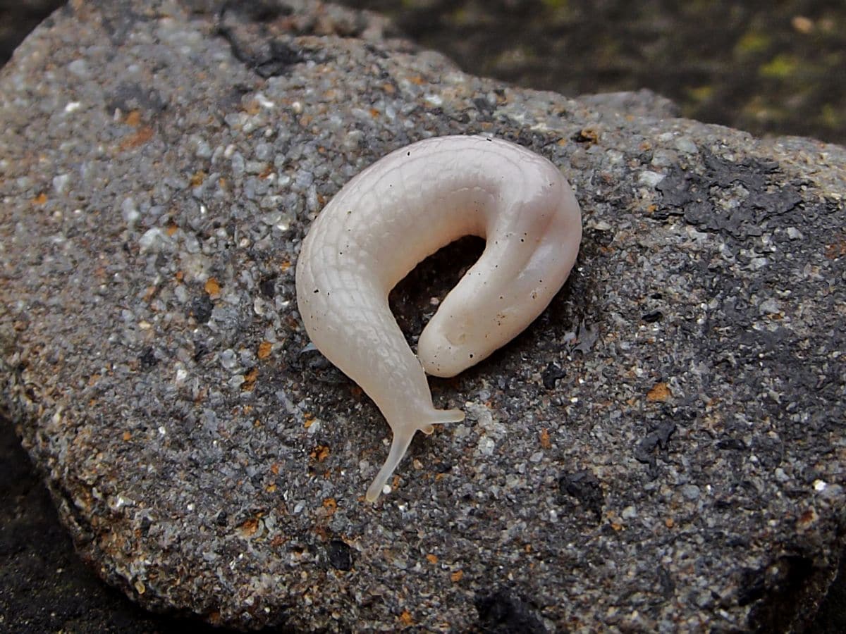 Selenochlamys ysbryda (Ghost Slug)